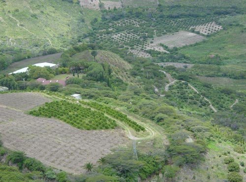 Uyama Farms industria de aceite de aguacate